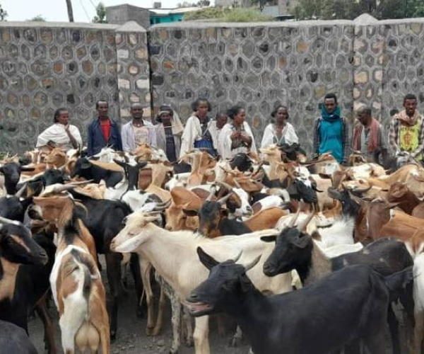 A herd of goats given to families displaced by war, recipients gathered behind
