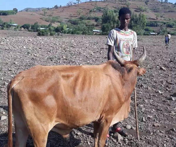 A young farmer with an ox provided to help resettled families plow again